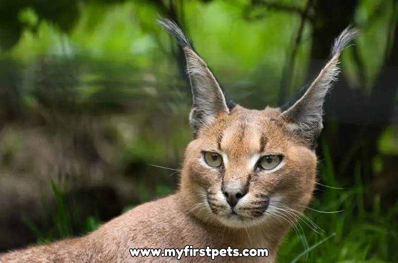 Caracal as Pets
