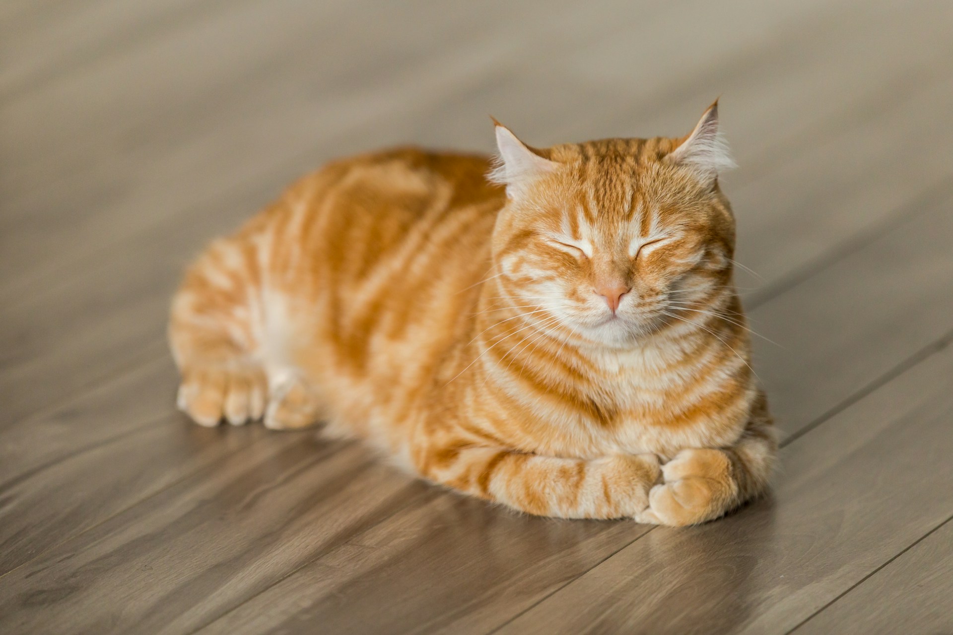 Cat Feeding Guide