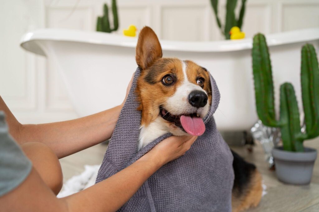 Common Mistakes Grooming Senior Dogs