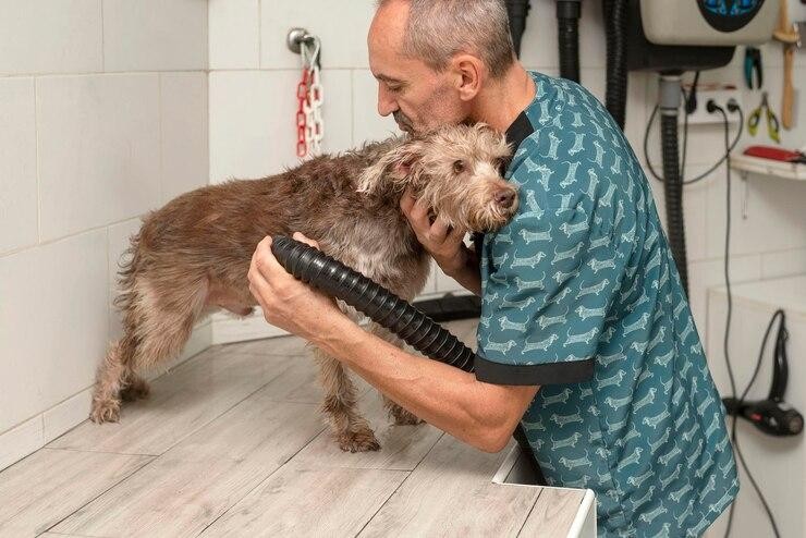 Senior Dog Grooming by men