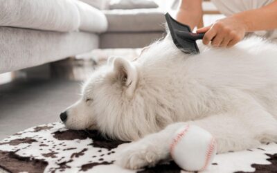 Grooming Senior Dogs
