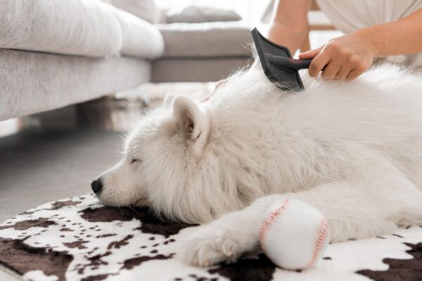 Grooming Senior Dogs