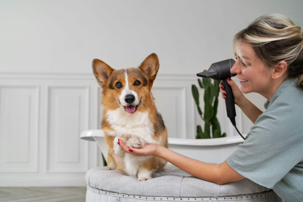 Grooming Comfortable for Senior Dogs
