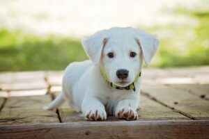Dog with Kidney Failure