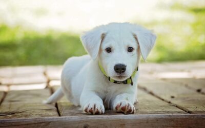 Dog with Kidney Failure