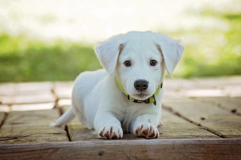 Dog with Kidney Failure