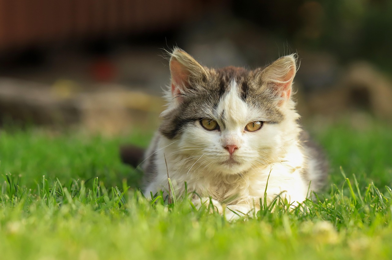 Cat Bonding With Cat