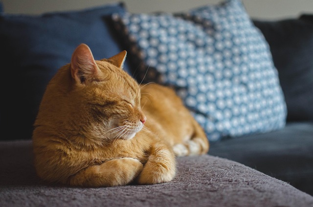 cat love