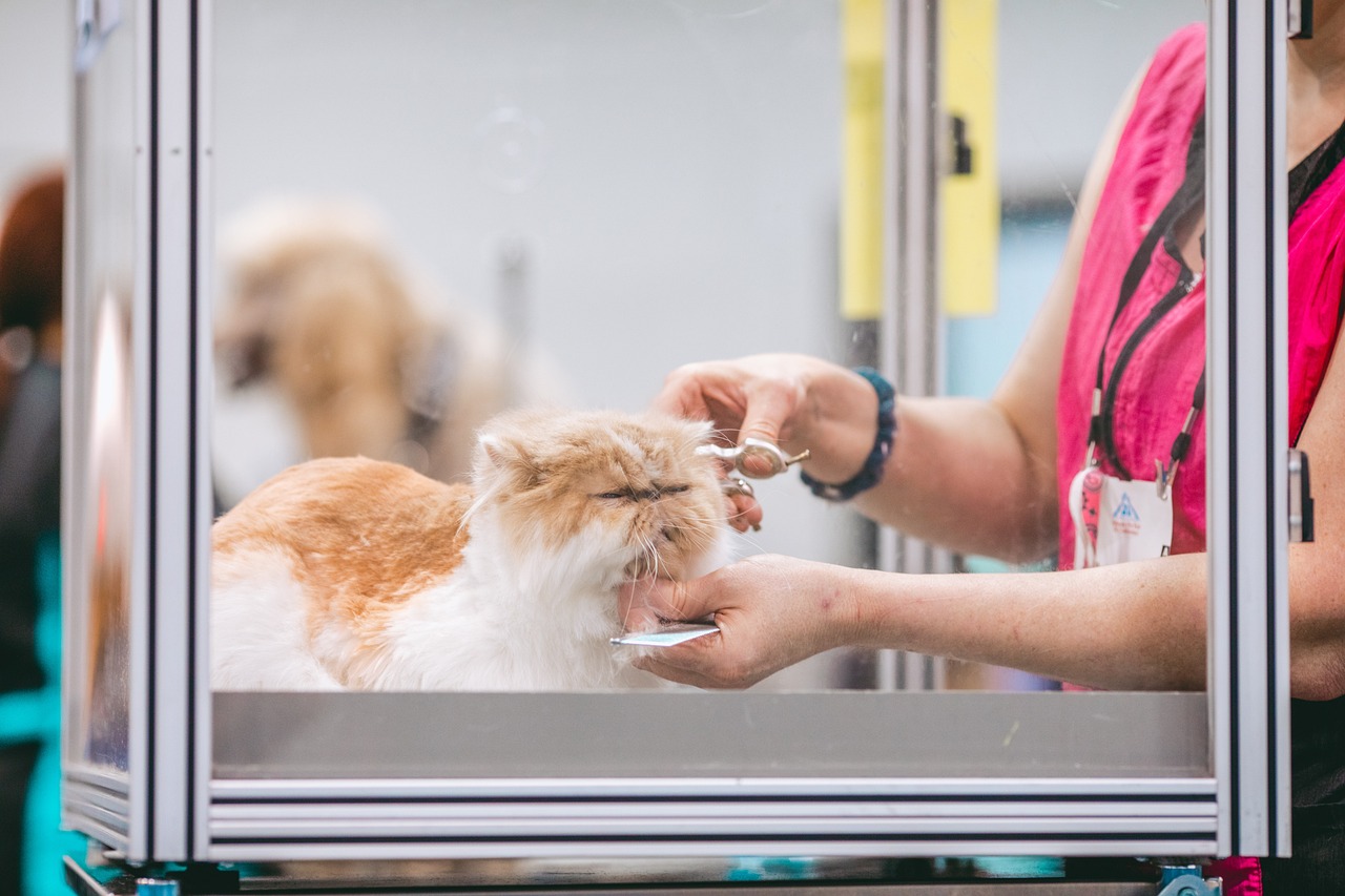 cat grooming houston tx