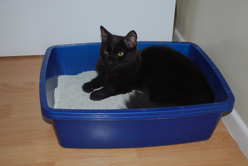 Litter Box for Senior Cats