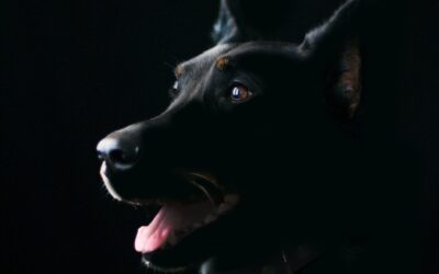 Black Dog Names For Pet Owners