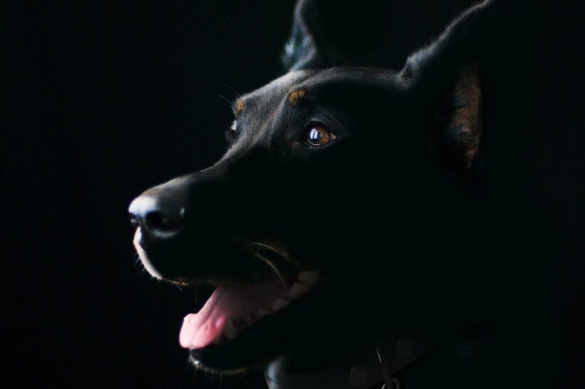 Black Dog Names For Pet Owners