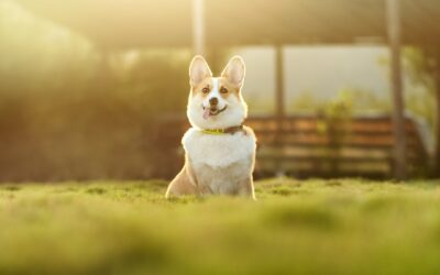 Pet Marketing Agencies in USA