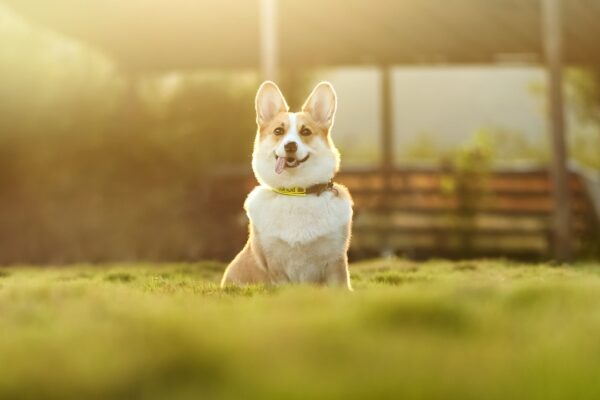 Top 10 Pet Marketing Agencies in USA Pet Marketing Agencies in USA