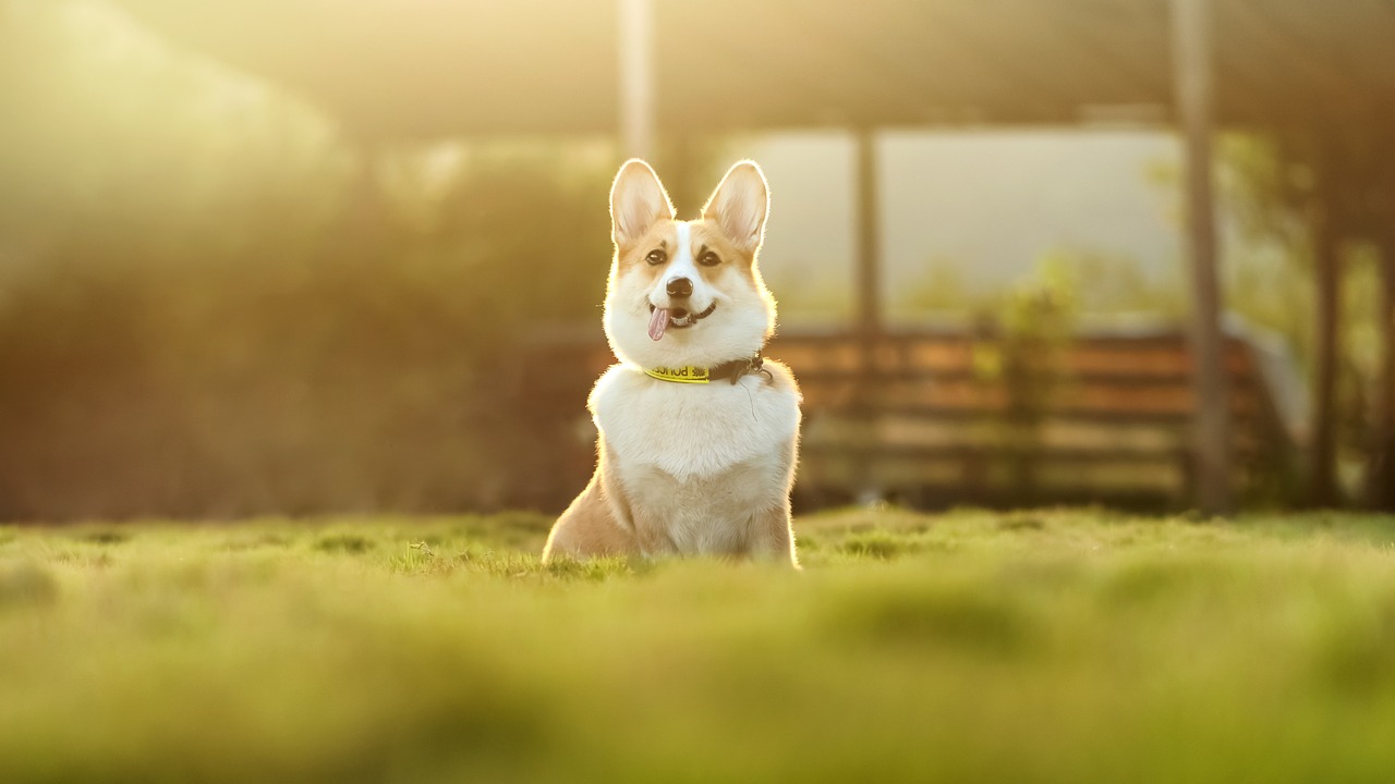 Pet Marketing Agencies in USA