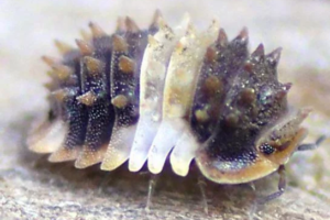 Isopods Have Become One of the Most Popular Small Pets