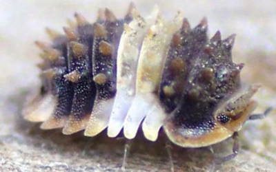 Isopods Have Become One of the Most Popular Small Pets