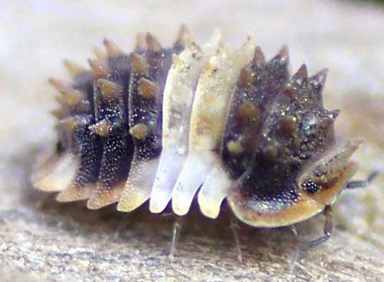 Isopods Have Become One of the Most Popular Small Pets