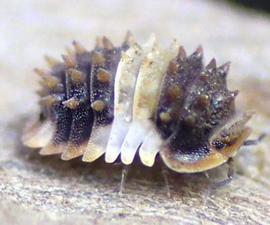 Isopods Have Become One of the Most Popular Small Pets