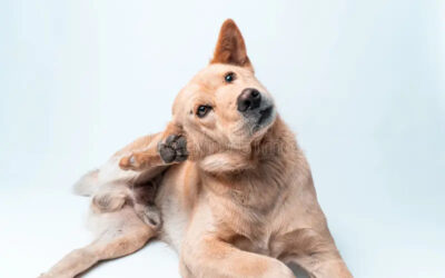 Why Is My Dog Itching but Has No Fleas
