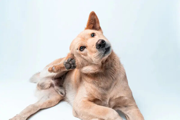 Why Is My Dog Itching but Has No Fleas
